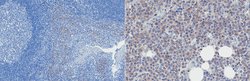 SLAMF7 (CD319), Mouse anti-Human, Clone: 162, Millipore Sigma 100&mu;g;